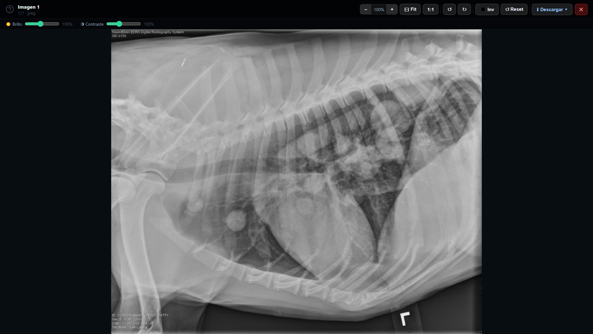 Previsualización de imagenología veterinaria en VetDoc